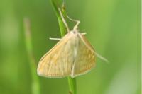 Sitochroa verticalis