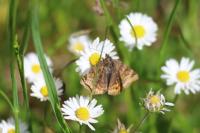 Euclidia glyphica