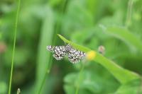 Chiasmia clathrata