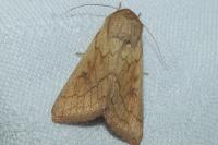 Mythimna vitellina
