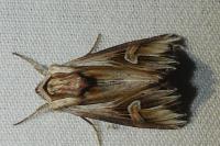 Actinotia polyodon
