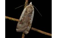 Noctua pronuba