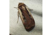 Ochropleura plecta