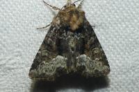 Oligia