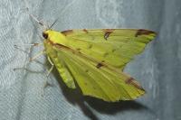 Opisthograptis luteolata