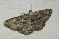 Peribatodes rhomboidaria rhomboidaria