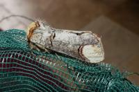 Phalera bucephala