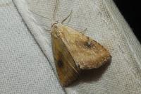 Rivula sericealis