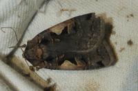 Xestia c-nigrum