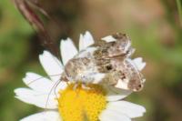 Acontia lucida