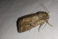 Fissipunctia ypsillon