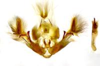 Fissipunctia ypsillon