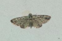 Pasiphila rectangulata