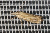 Crambus lathoniellus