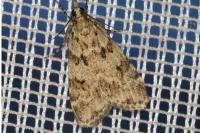 Scoparia pyralella