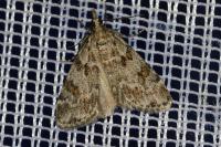 Scoparia pyralella