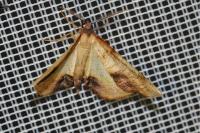Plagodis dolabraria