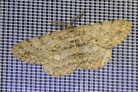 Hypomecis punctinalis