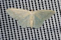 Scopula floslactata