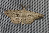 Hypomecis roboraria