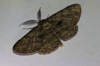 Hypomecis roboraria