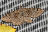 Alcis repandata