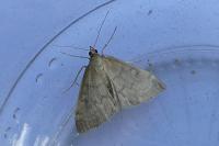 Anania fuscalis