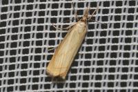 Chrysoteuchia culmella