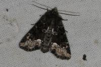 Oligia