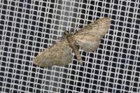 Eupithecia