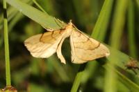 Gandaritis pyraliata