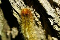 Lasiocampa quercus quercus