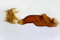 Scotopteryx mucronata