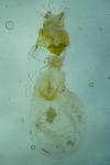 Caradrina flavirena