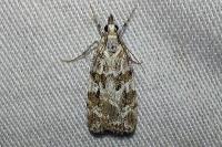Scoparia pyralella