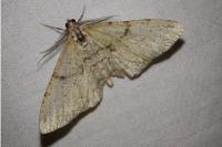 Peribatodes rhomboidaria rhomboidaria