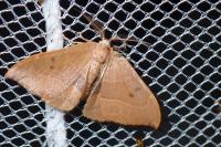 Watsonalla uncinula