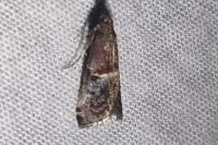 Acrobasis marmorea
