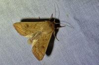 Mythimna vitellina