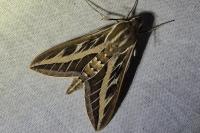 Hyles livornica