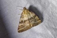 Synthymia fixa