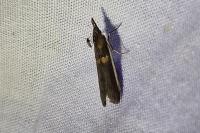 Etiella zinckenella