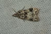 Eudonia delunella