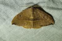 Watsonalla binaria