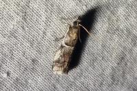 Alophia combustella