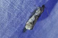 Pseudacrobasis tergestella