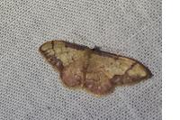 Idaea ostrinaria