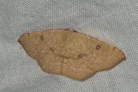 Cyclophora puppillaria