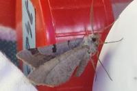 Itame vincularia