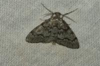Tephronia sepiaria